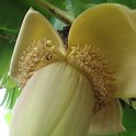 Musa fleur